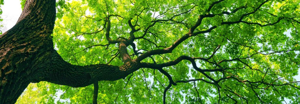 Mighty-Tree-With-Green-Leaves-Banner-Nature-To-Nurture-Aromatherapy-In-Hemel-St-Albans (1)